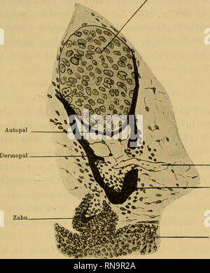 . Anatomische Hefte. Die Entwicklung der Kopfknochen bei dem Lachs und der Forelle. 380 zung zweier Komponenten zu thun hat, ist das, wie aus vor- stehendem ersichtlich, beim Palatinum schwieriger. Das erklärt sich dadurch, dass bei beide jenem Komponenten schon vor ihrer Verschmelzung jede für sich deutlich sichtbar waren, Pal. trip.. Zahn Gefäss - Zahn Epithel Fig. 15. Schnitt durch den vorderen Teil des Palatinum einer 40 mm Forelle langen. Ver- grösserung 140 fach. während hier das nicht überall der Fall ist. Als Grund dafür lässt sich den Befunden entnehmen, dass schon in dem Augenblick, Foto Stock