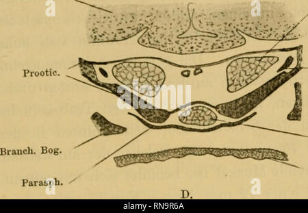 . Anatomische Hefte. Die Entwicklung der Kopfknochen bei den, Lach, und der Forelle, flfl B. Cerebr. Prootic. Rect. ext. N. palat. Rect. int. Epith. Cereb. K. abduc.. Si prega di notare che queste immagini vengono estratte dalla pagina sottoposta a scansione di immagini che possono essere state migliorate digitalmente per la leggibilità - Colorazione e aspetto di queste illustrazioni potrebbero non perfettamente assomigliano al lavoro originale. München [ecc. ] J. F. Bergmann Foto Stock