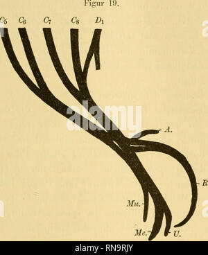 . Anatomische Hefte. Die Entwicklung der Knochen. 143 Der ausserordentlich übersichtliche Bau des plesso embryonalen brachialis entbehrt nicht gewisser Eigentümlichkeiten, die auch das ausgebildete Nervengeflecht auszeichnen. Così hat Raub er in seinem Lehrbuch zwei Schemata der häufigsten C5 CSS. Schema des plesso embryonalen brachialis. III. 65-Cs Cervicalnerven Mii. N. musculocutaneus Dl Erster Thoracalnerv Me. N. medianus A. N. axillaris N.U. ulnaris R. N. radialis Die typische Teilung in einen ventralen und dorsalen Ast geht nicht mehr un jeder Nervenwurzel vor sich, sondern C5 und Cg verei Foto Stock