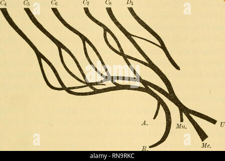 . Anatomische Hefte. Die Entwicklung der Knochen. 137 Schema Diesem passen sich mir aber die am meisten kranialwärts gelegenen Plexuswurzeln un, da diese allein in eine deuthche viscerale und parietale Hälfte zerfallen. Così lässt der achte Cervikalnerv diese Trennung vermissen, er zieht vom Rückenmark ungeteilt zur Peripherie und strahlt hier in den Ce figura 18. C7 Cs Dl. Schema des plesso embryonalen brachialis. II. d-Cg Cervicalnerven Me. N. medianus Dl Erster Dorsalnerv N.U. ulnaris A. N. axillaris R. N. radialis Mn. N. musculocutaneus Die dorsalen Stämme von C4 + C5 + CE + C7 vereinigen si Foto Stock