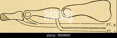 . Anatomische Hefte. Die Entwicklung der Knochen. 115 (lor earpalen Lage vertauscht hat. Ich kann mich auf Grund memer ontogenetischen Beobachtungen nicht der Annahme Testuts anschHessen, sondern überzeugt bin, dass dort, wo wir beim Menschen als Varietät, oder bei Wirbeltieren niederen als normales Verhalten einen Beugemuskel mit typisch carpalem Ursprung antreffen, es sich immer um einen flessore digitorum brevis handelt, der sich aus circuizione phylogenetisch und su- genetisch niederen Stufe nicht weiter entwickelt hat. Anche der sublimis flessore ist nicht zur mano hinabgestiegen, wieTestut glaub Foto Stock