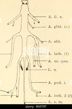 . Anatomische Hefte. A. isi-'li.. A. piid. i. Un, ur.-geii. Fig. 16. Asymmetrische Eiultlieilung der Aorta bei einem Pteropus (ediilis?). A. glut. (S). Art. glutaea (superior); die übrigen Bezeichiuingc-u wie ui Textfigur 15. A. p.-d. i. '^''. Si prega di notare che queste immagini vengono estratte dalla pagina sottoposta a scansione di immagini che possono essere state migliorate digitalmente per la leggibilità - Colorazione e aspetto di queste illustrazioni potrebbero non perfettamente assomigliano al lavoro originale. München [ecc. ] J. F. Bergmann Foto Stock