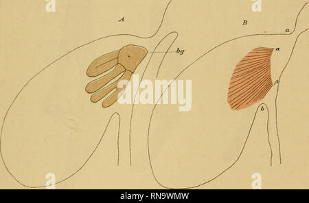 . Anatomische Hefte. Die Entwicklung der paarigen Flossen des Störs. 25 sind deshalb in forma ihrer noch deutlich erkennbar. Zu leich- terem Verständnis habe ich von dem sowohl Skelett wie von einer dieser Muskelschichte Flosse ein Rekonstruktionsbild mit dem Prisma hergestellt, Textfig. Scheda. Es ergiebt sich daraus für die Muskulatur zunächst, dass hier der Zerfall der Knospen in feinere Bündel schon erfolgt ist. Passen wir nun die beiden Zeichnungen aufeinander genau und übertragen wir die scharfe i'iö. Io.. Ansatzlinie der Muskulatur auf das Skelettbild, così erhalten wir in der punktierten Lini Foto Stock