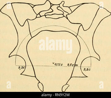 . Anatomische Hefte. Die Architektur des Beckens. 191 tra der Gelenkpfannen und fast die Mitte der base des Kreuz- beins (1,4 cm unter dem oberen Rande und 1,2 cm über dem unteren Rande dieses Knochens) kann man einen Kreisbogen ziehen, dessen Raggio = 8,0 cm ist. Der Bogen geht durch die Mitte des Kreuzbeins und beiderseits durch die Mitte des über der Gelenkpfanne gelegenen Teiles des Hüftbeins. Das Centrum dieses Bogens ist 0,9 cm über der Linie gelagert, die die Centra der Gelenkpfannen verbindet. VIII. Männliches Becken von einem circa fünfzigjährigen individuo (Fig. 5). Die Sägefläche Foto Stock