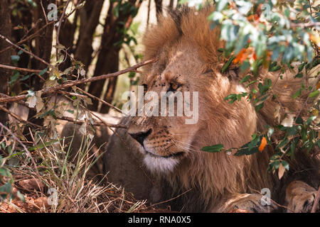 In riposo sotto un cespuglio leone africano. Masai Mara, Kenya Foto Stock