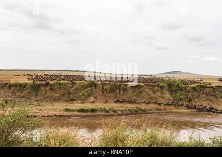 Paesaggio con grandi mandrie di gnu. Fiume di Mara, Kenya Foto Stock