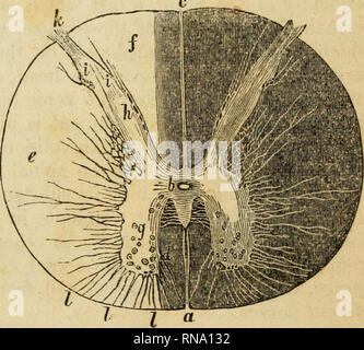 . Un compendio analitico dei vari rami della scienza medica, per l'uso e l'esame degli studenti. Anatomia e fisiologia; chirurgia; Ostetricia; medicina; Materia Medica. MEDULLA SPINALIS. 99 Fig. 25^ pone tuttavia che essi sono tutti fusi in un unico comune di tronchi per ogni singolo filamento di ogni nervo corre un separato e distinto dal corso il suo punto di partenza per la sua cessazione. Esso sarà quindi intendere che è la ivliiie o fibrose della corda che è collegato con il cerebro-spinale, divisione e che è interessato nella sensazione e volontario di 'motion^ o in altri Foto Stock