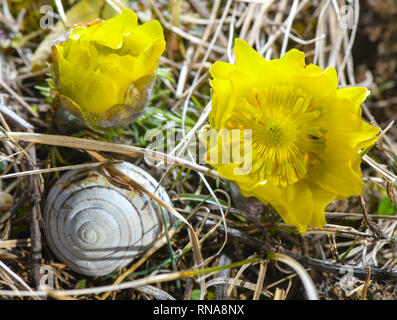 18 febbraio 2019, Brandeburgo, Lebus: due di colore giallo brillante Adonisheröschen bloom sull'Oder piste nel quartiere Märkisch-Oderland. Un vuoto che la Shell lumaca si trova accanto ai due fiori. Un sacco di sole e le temperature miti degli ultimi giorni hanno portato alla fioritura del primo Adonisheröschen soprattutto nei primi mesi di quest'anno. La zona tra Lebus an der Oder e Mallnow am Oderbruchrand nell est del Brandeburgo è una delle più grandi aree contigue di Adonisheröschen in Europa. Nel Land di Brandeburgo, questi rigorosamente protetta tipi si verificano solo all'Pontischen pendii a nord di Francoforte (Oder). Per i velenosi fl Foto Stock