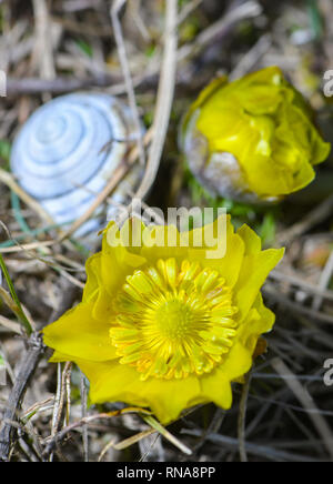 18 febbraio 2019, Brandeburgo, Lebus: due di colore giallo brillante Adonisheröschen bloom sull'Oder piste nel quartiere Märkisch-Oderland. Un vuoto che la Shell lumaca si trova accanto ai due fiori. Un sacco di sole e le temperature miti degli ultimi giorni hanno portato alla fioritura del primo Adonisheröschen soprattutto nei primi mesi di quest'anno. La zona tra Lebus an der Oder e Mallnow am Oderbruchrand nell est del Brandeburgo è una delle più grandi aree contigue di Adonisheröschen in Europa. Nel Land di Brandeburgo, questi rigorosamente protetta tipi si verificano solo all'Pontischen pendii a nord di Francoforte (Oder). Per i velenosi fl Foto Stock