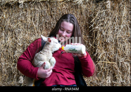 Burscough, Lancashire, Regno Unito. 18 Febbraio, 2019. Figliando tempo presso la fattoria degli animali come Emily un zoologia studente e assistente di fattoria, aiuta a cura di agnelli che sono rimasti orfani, alimentando gli animali che altrimenti sarebbe morire. Credito: MediaWorldImages/AlamyLiveNews. Foto Stock