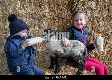 Burscough, Lancashire, Regno Unito. 18 Febbraio, 2019. Figliando tempo presso la fattoria degli animali come Emily un zoologia studente e assistente di fattoria, Max Slinger 2 anni & Maddie Slinger 7 anni di assistenza con la cura di agnelli che sono rimasti orfani, alimentando gli animali che altrimenti sarebbe morire. Credito: MediaWorldImages/AlamyLiveNews. Foto Stock