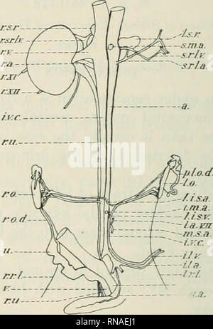 . Il record di anatomica 1922-1923. Anatomia. 382 W. H. T. BAILLIE sinistra legamento ovarico passa dal polo posteriore delle ovaie al punto normalmente raggiunto bj' sinistra round legamento. ^'agina si trova completamente a destra. Xo traccia di sinistra dell'utero. Sinistra arteria ovarica normale in relazione. A sinistra della vena ovarica caudad passa per unirsi alla vena cava inferiore appena passato il punto whei"e mediano arteria sacrale deriva dalla aorta. La porzione di destra del sistema genitale normale. SM.a. SR/y s.r1.a. La figura 1. X ABBEEV un'., aorta il.a., arteria iliolumbar i.l.v., vena iliolumbar i.m.a., inferiore arteria mesenterica i.v.c, inferiore Foto Stock