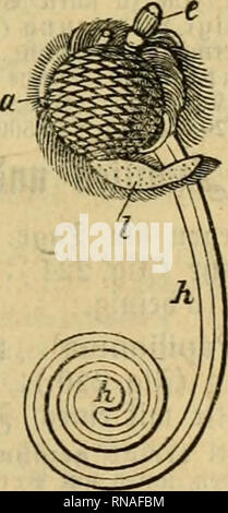 . Analytischer Leitfaden für den ersten wissenschaftlichen Unterricht in der Naturgeschichte. Animali. . Si prega di notare che queste immagini vengono estratte dalla pagina sottoposta a scansione di immagini che possono essere state migliorate digitalmente per la leggibilità - Colorazione e aspetto di queste illustrazioni potrebbero non perfettamente assomigliano al lavoro originale. Leunis, Johannes, 1802-1873; Metcalf Collection (North Carolina State University). NCRS. Hannover : Hahn'sche Hofbuchhandlung Foto Stock