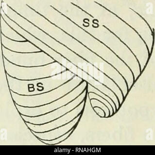 . Il record di anatomica. Anatomia; Anatomia. 168 FRANKLIN P. MALL band, B S, circonda la punta del ventricolo sinistro e quindi passa nel setto. Le bande che sono affollate insieme nel cuore normale per formare il vortice qui sono separati, cioè vi è un arresto dello sviluppo dell'apice. Uno sguardo alle figure del cuore normale, specialmente Schema B, riportati nel documento precedente farà questo punto chiaro. Aveva l'apice del ventricolo destro diventare aderente alla sinistra nelle fasi iniziali di sviluppo, sino a spirale di fibre muscolari avrebbe acquisito il possesso di tutta la superficie anteriore Foto Stock