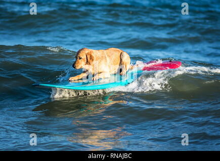 Cane surf sulla tavola da surf sul mare Foto Stock
