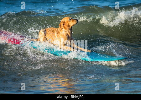 Cane surf sulla tavola da surf sul mare Foto Stock