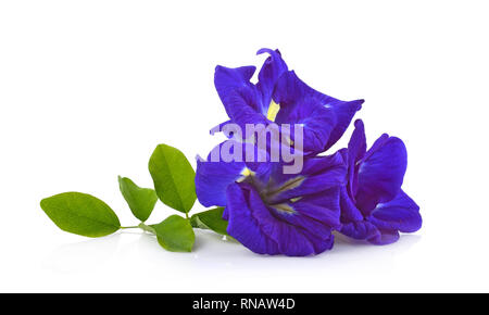 Clitoria ternatea o fiore Aparajita isolati su sfondo bianco Foto Stock