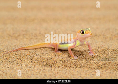 Namib Sand Gecko - blocchi rangei Pachydactylus, splendida piccola lucertola endemica in Africa sudoccidentale, Namib Desert, Walvis Bay, Namibia. Foto Stock