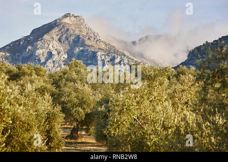 Albero di olivo campi in Andalusia. Lo spagnolo raccolto agricolo paesaggio. Jaen Foto Stock