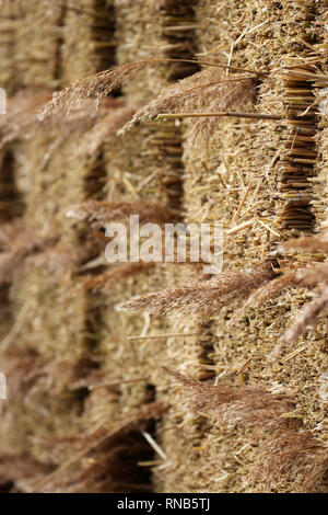 Sedge ricoprendo di paglia impilati reed Suffolk Foto Stock