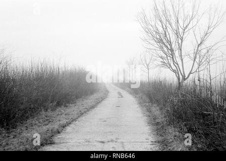 Foggy footpath Hattingley, Medstead, Alton, Hampshire, Inghilterra, regno unito. Foto Stock