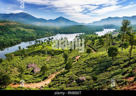 Le piantagioni di tè vicino a Munnar Kerala, India - Immagine Foto Stock