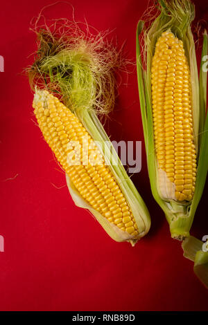 Fresche biologiche le pannocchie di mais al di sopra Foto Stock