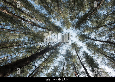 Vista dal di sotto di una foresta di pini in presenza di luce solare intensa. concetto di natura scenario e sfondo Foto Stock