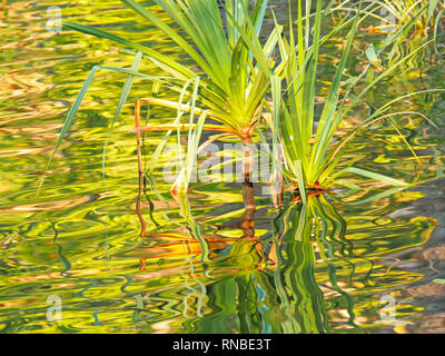 In prossimità di una crescente pandanus in corrispondenza di una cascata nel parco nazionale di Litchfield Foto Stock