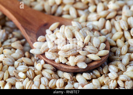 Raw granella di orzo (Hordeum vulgare) in cucchiaio di legno Foto Stock