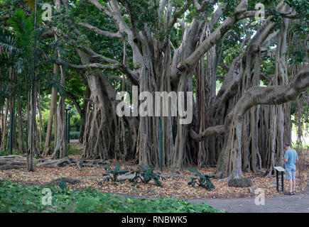 Banyan fico, Città Giardino Botanico, Brisbane, Australia Foto Stock