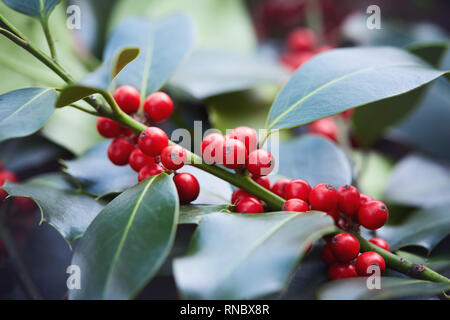 Holly foglie e bacche. Close-up di bacche rosse su un holly bush. Foto Stock