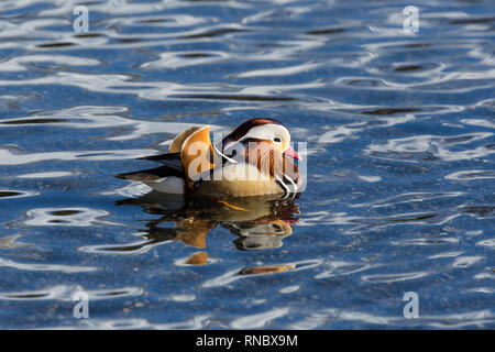 Una piscina maschi di anatra di mandarino (aix galericulata) riflesso sulla superficie dell'acqua Foto Stock