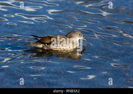 Piscina naturale di femmine di anatra di mandarino (aix galericulata) mirroring in acqua Foto Stock