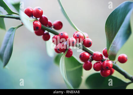 Holly foglie e bacche. Close-up di bacche rosse su un holly bush. Foto Stock