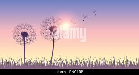 Tarassaco con silhouette semi volanti su sfondo sunrise illustrazione vettoriale EPS10 Illustrazione Vettoriale
