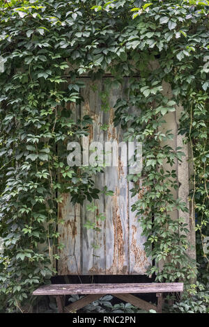 Virginia superriduttore (Parthenocissus quinquefolia) copre un arrugginito vecchio capannone di metallo porta, dipinte di blu pallido - Italia settentrionale Foto Stock