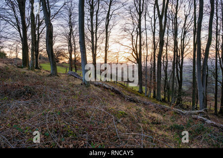 Thinly pendio boschivo in Galles del Sud. Foto Stock