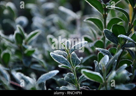 Foglie verdi ricoperta di brina e ghiaccio Foto Stock
