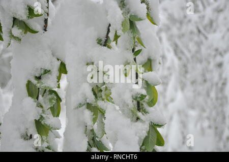 Fiori di colore rosa e giovani foglie verdi su un albero di pesco ramo in primavera sotto neve Foto Stock