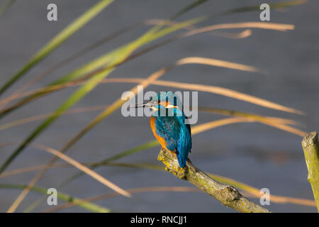 Kingfisher in canneti a Stodmarsh nel Kent Foto Stock