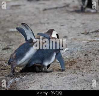 Pinguino africano famiglia: mamma con due neonati chickes. Alimentazione chickers Foto Stock