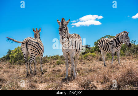Tre le zebre blu su sfondo con cielo nuvoloso Foto Stock