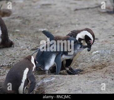 Pinguino africano famiglia: mamma con due neonati chickes. Alimentazione chickers Foto Stock