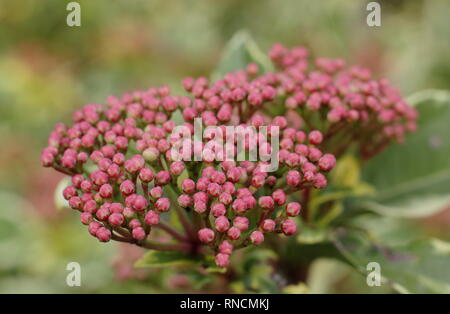 Viburnum tinus Variegatum "". Fiori invernali di questo variegato, chiamato anche variegato laurustinus.- Dicembre, REGNO UNITO Foto Stock