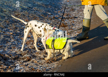 Fare amici in Abington Park, Northampton su un gelido mattino. Foto Stock
