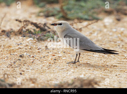 Piccolo Pratincole Foto Stock