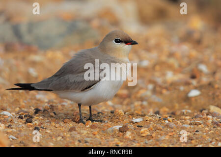 Piccolo Pratincole Foto Stock