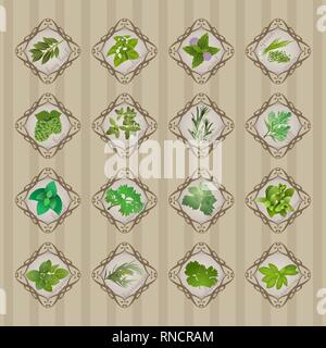 Popolari erbe culinarie disegnati a mano illustrazione vettoriale. La foglia di alloro, citronella, finocchio, aneto, il coriandolo e l'erba cipollina. Il timo, melissa, estragone ecc. Mari Illustrazione Vettoriale