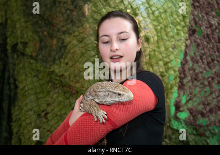 Emily Spatuzzi (MR) manipolazione di rettili (Monitor Lizard) al mulino a vento Fattoria degli animali, wigan greater manchester, Regno Unito Foto Stock